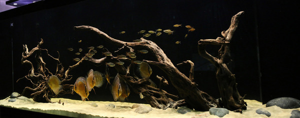 tank2__c83d885dce.jpg