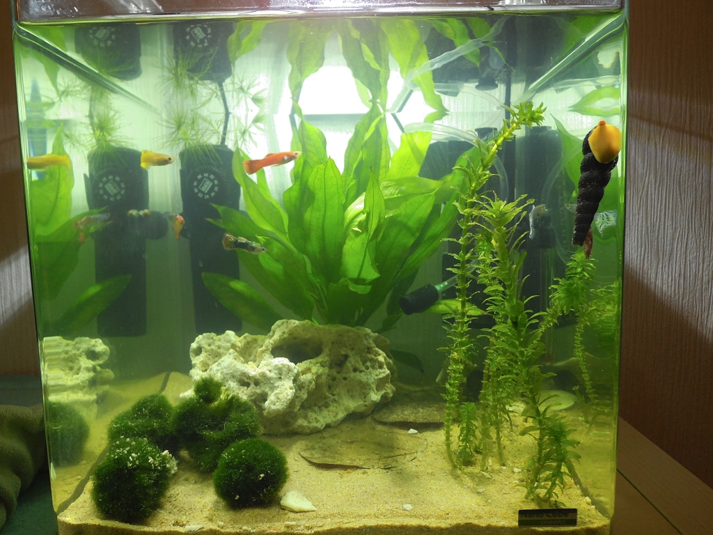 tank5.jpg