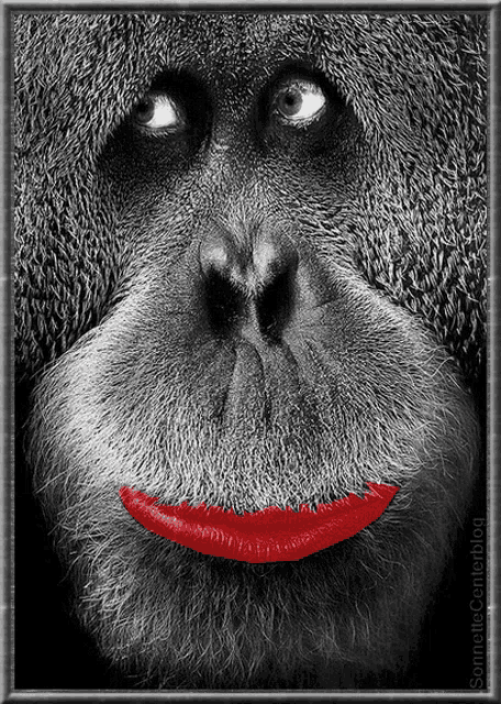 tenor.gif