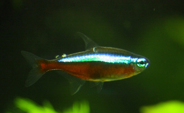 tetra2.jpg
