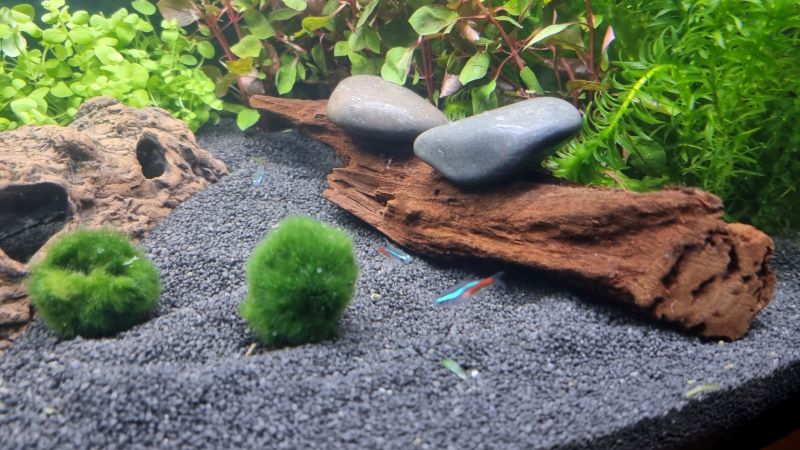 tetras.jpg
