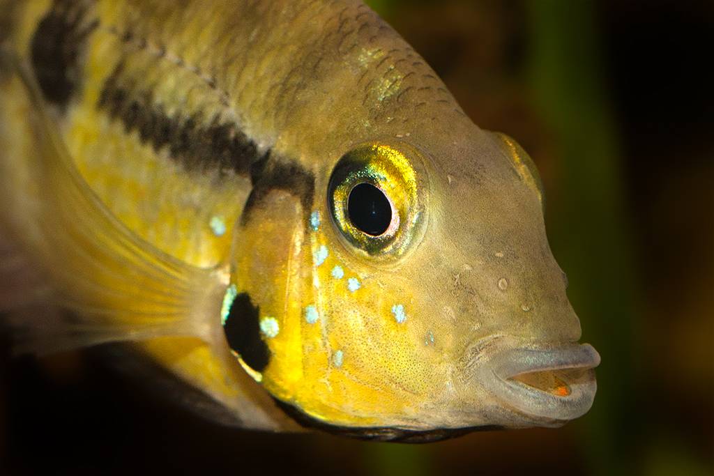 Thorichthys pasionis-20170118-2.jpg