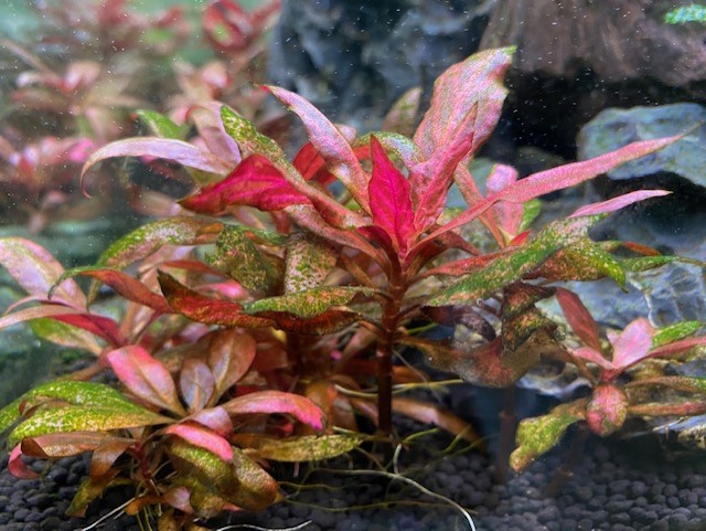 thumbnail_IMG_6193.jpg