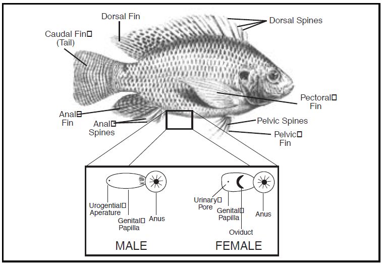 Tilapia-sex-determination.jpg