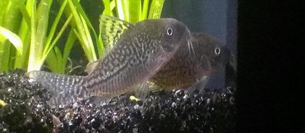 tmp_corydoras_1743497839.jpg