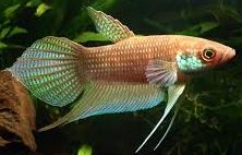 Trichopsis pumila.jpg