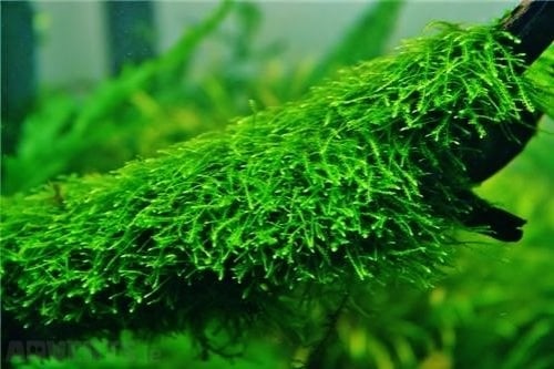 tropica-vesicularia-creeping-moss.jpg