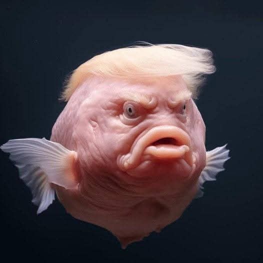 Trump fish.jpg