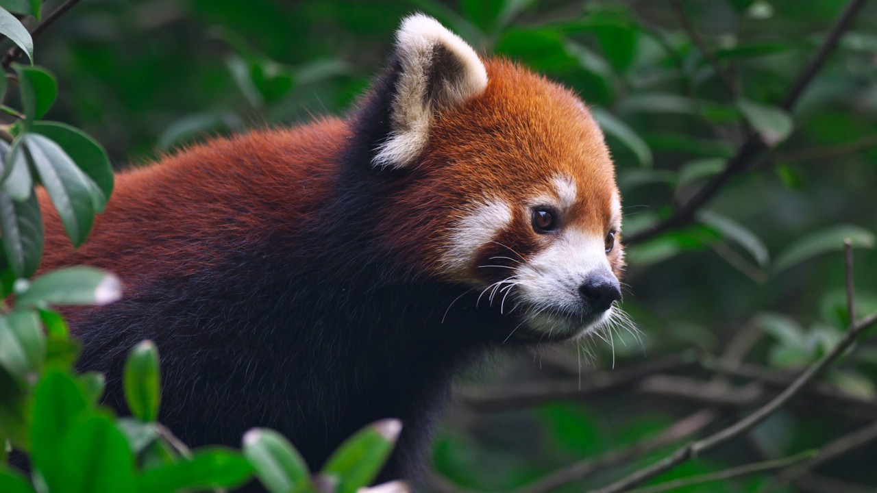 turning-red-pixar-pandas-endangered-climate-change-1280x720.jpg