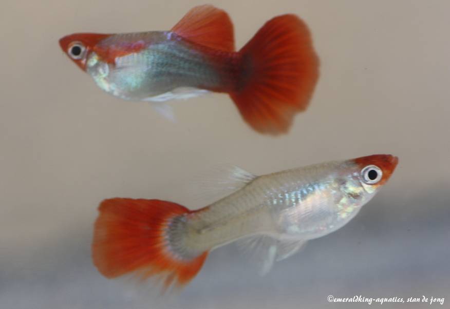 tuxedo red koi guppy 012a.jpg