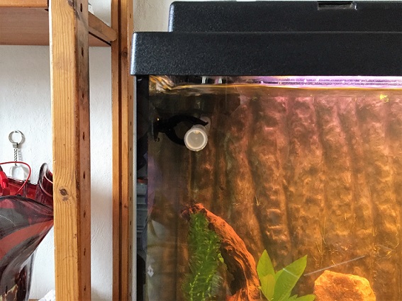 EDEN 511-522 Thermo Außenfilter - Selbstansaugender Filter, integrierter Regelheizer zur Filterung, Reinigung, Aufbereitung, Heizung von Aquarien, für Süßwasser und Meerwasser