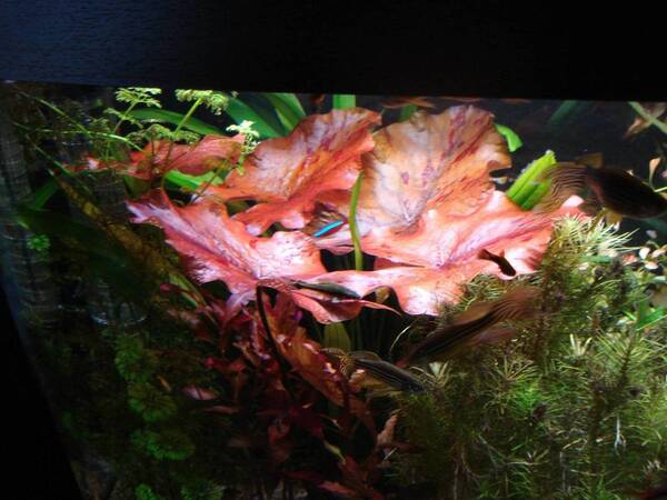 Update (Rode Lotus) 001.JPG