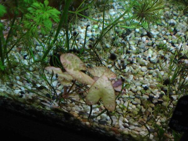 Update (Rode Lotus) 002.JPG