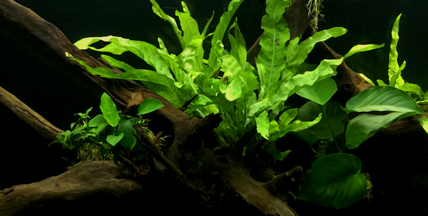 upload_2018-6-25_23-12-38.png