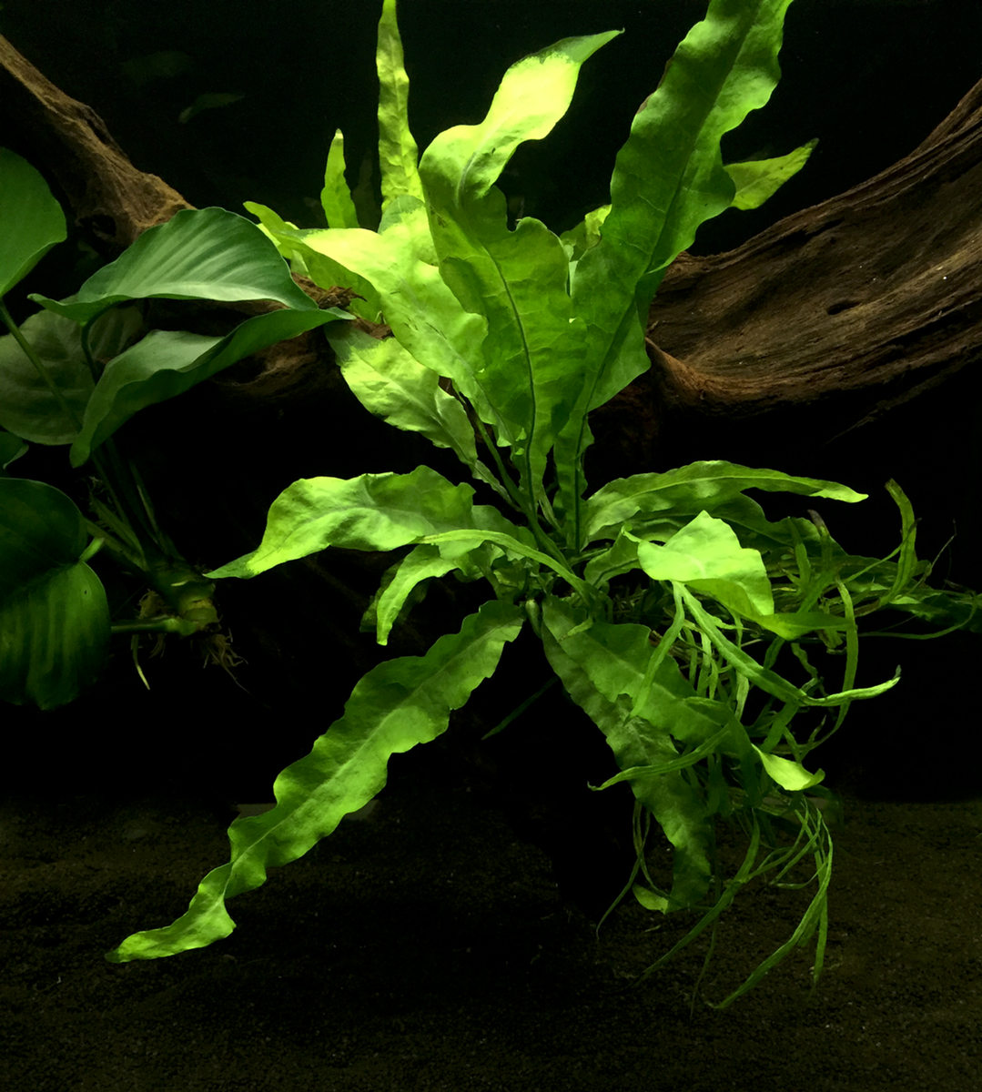 upload_2018-6-25_23-12-50.png