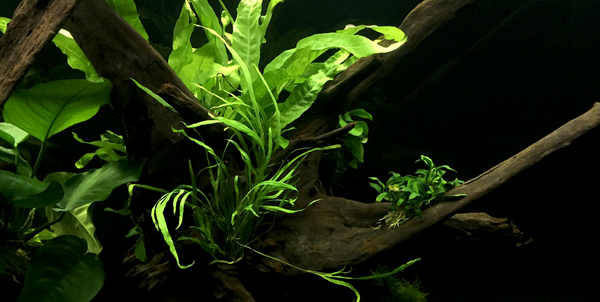 upload_2018-6-25_23-13-19.png