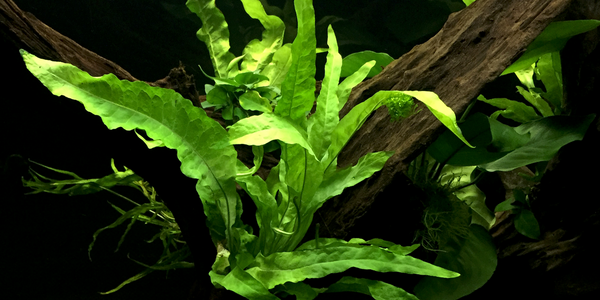 upload_2018-6-25_23-13-8.png