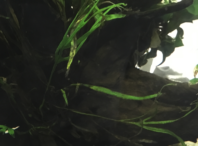 upload_2018-8-1_19-26-23.png