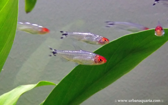Urban%2BAquaria%2B-%2BPlatinum%2BRummy%2BNose%2BTetra%2B-%2B01.jpg
