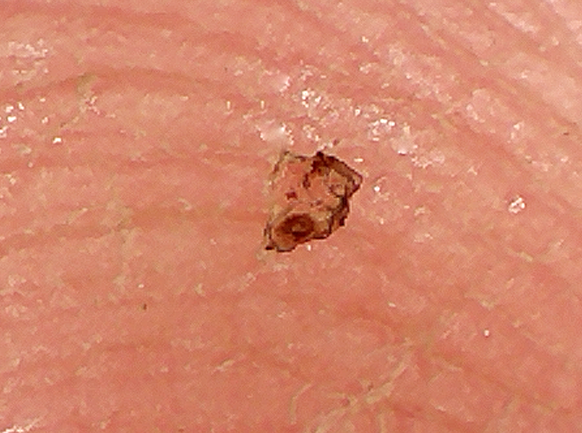 USB-microscoop.png