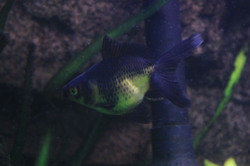 utJxA-AuV1jGcl1VFrYK7NJXqXCytgJu.png