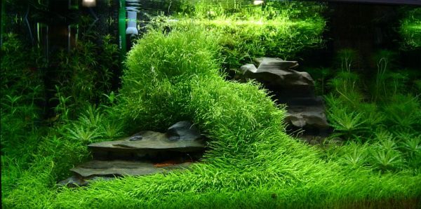 Utricularia-Graminifolia-plants-600x298[1].jpg