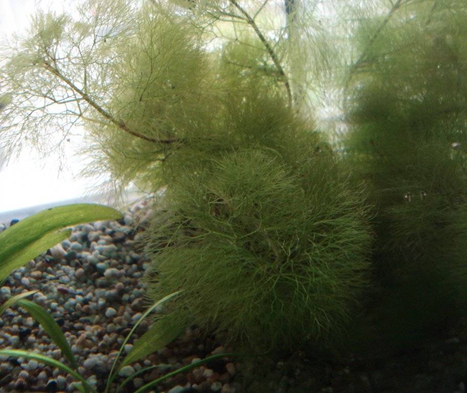Utricularis vulgaris 001.jpg