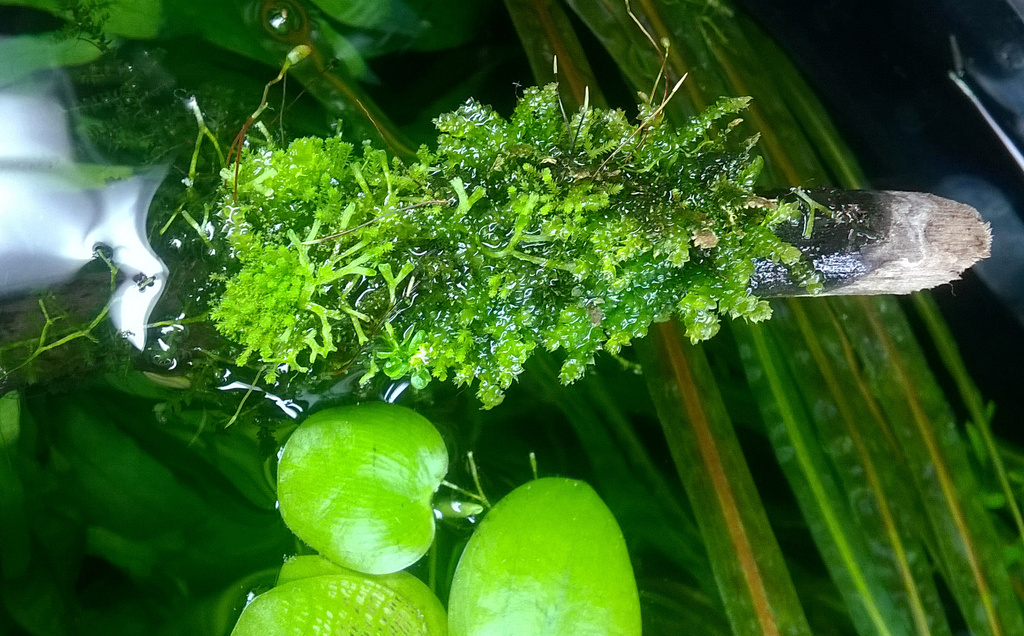 Vesicularia%20sp%2001_zpss2fryzj0.jpg