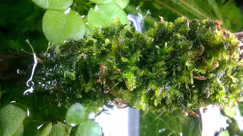 Vesicularia%20sp%2002_zpsueyvpawc.jpg