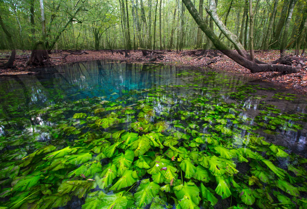 vie-magazine-florida-springs-10.jpg