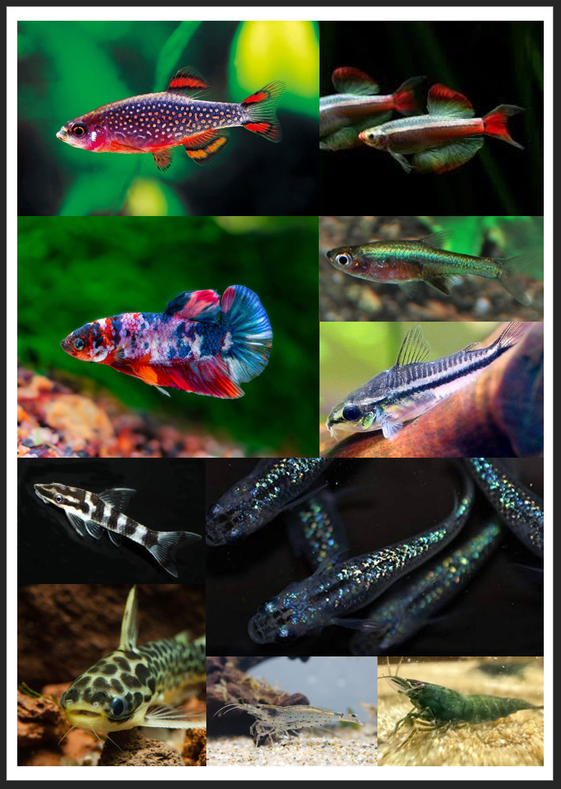 Vissen moodboard 2.jpg