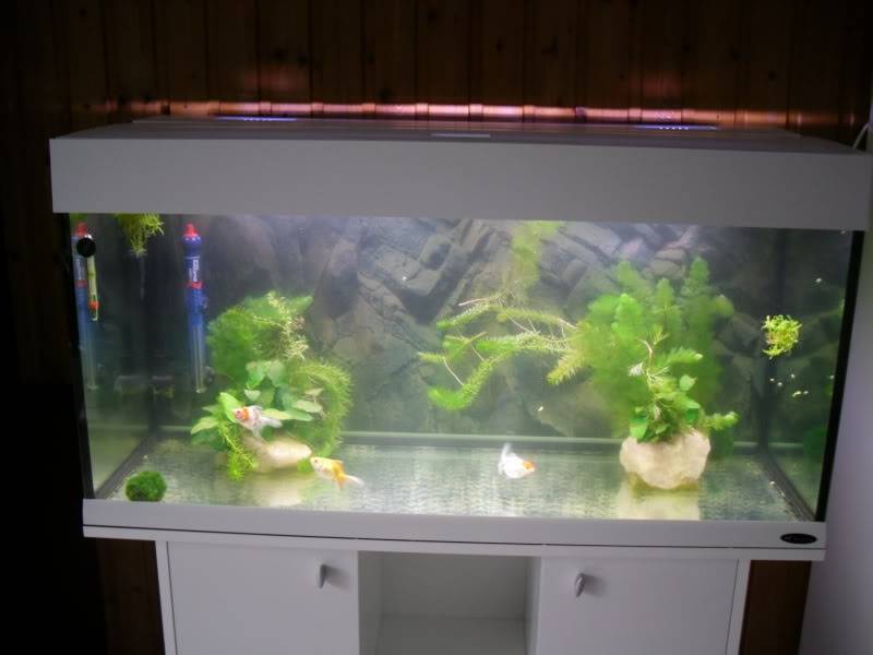 Vissen26-02-2012045.jpg
