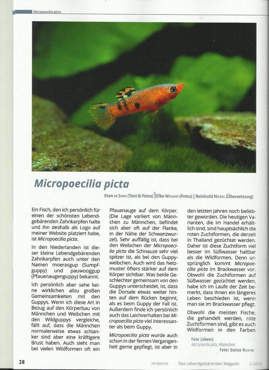 viviparos20192 micropoecilia picta1.jpg