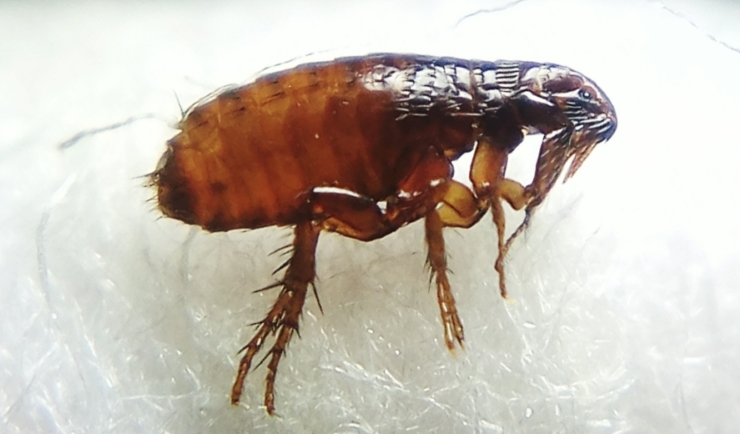 vlo-1.jpg