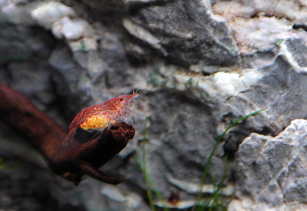 Volwassen vuurgarnaal met eitjes.jpg