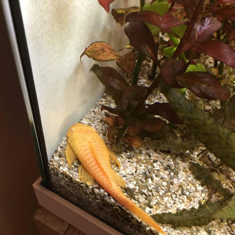 vrouwelijke ancistrus.JPG