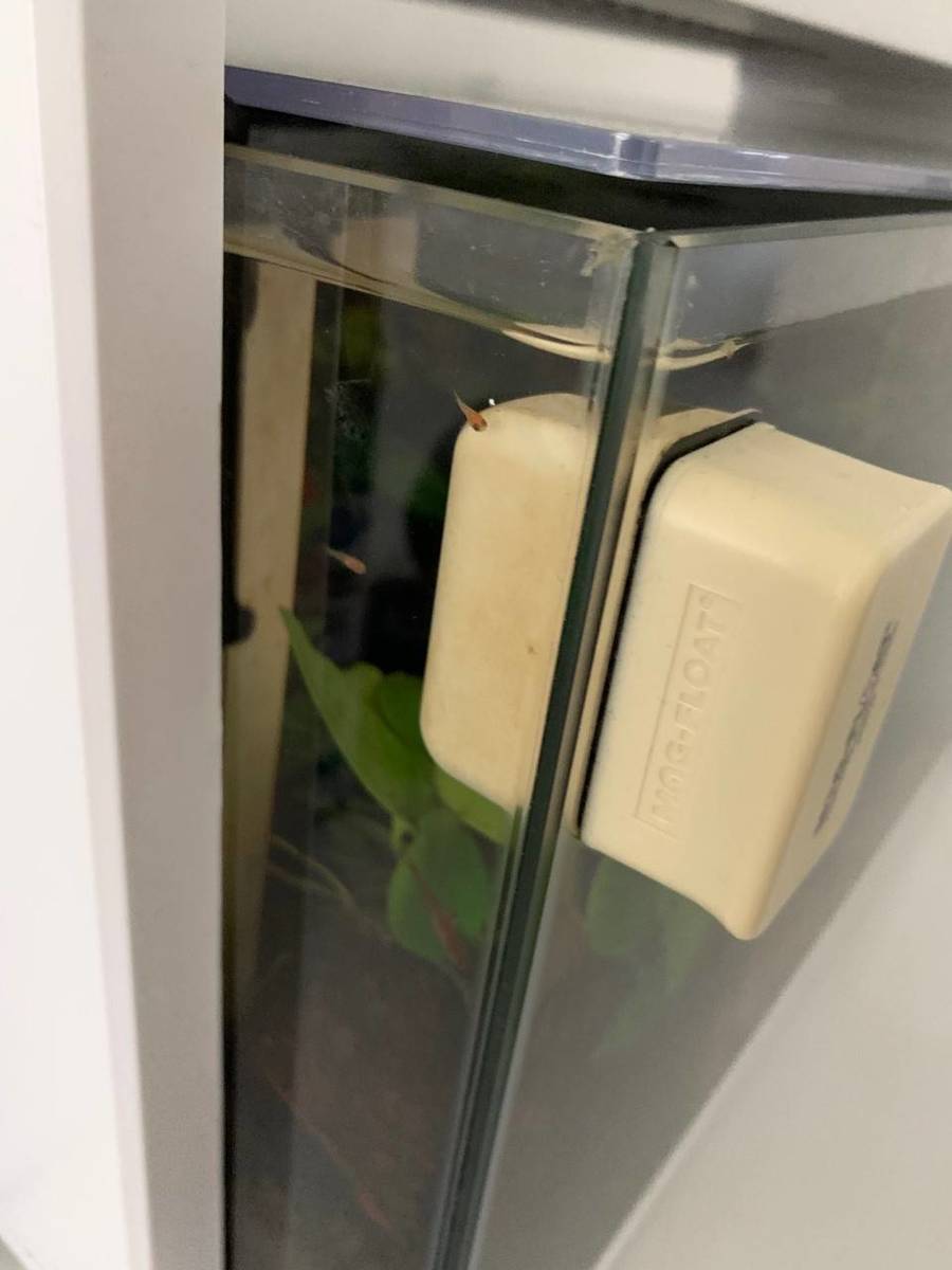 Vuurzalmpje jonkies - 14 nov 2019.jpg