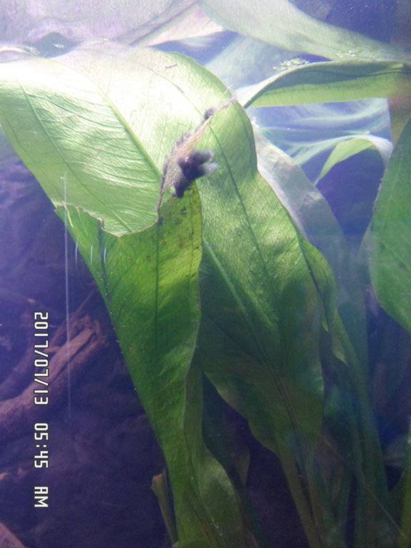 Wat is dit aan mijn eichInodorus planten 001.JPG