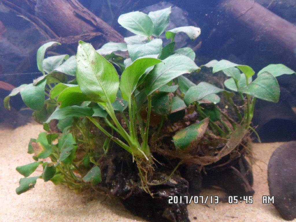 Wat is dit aan mijn eichInodorus planten 002.JPG