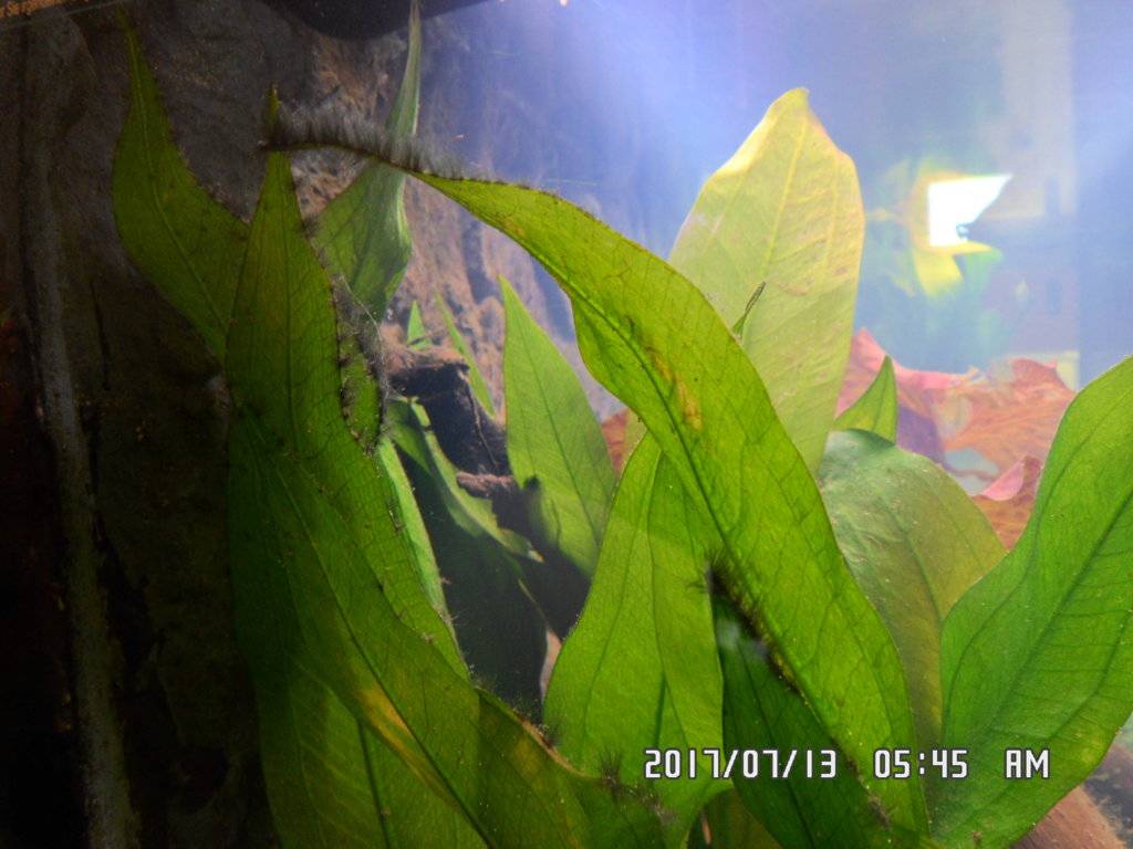 Wat is dit aan mijn eichInodorus planten 005.JPG