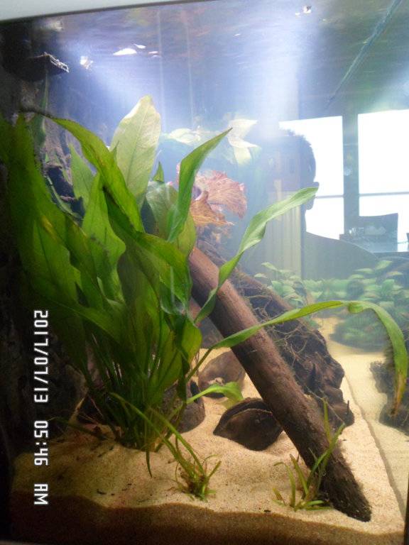 Wat is dit aan mijn eichInodorus planten 006.JPG