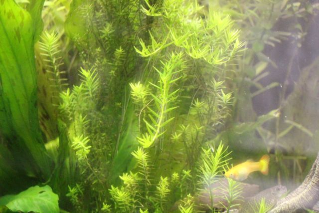 waterplant.jpg