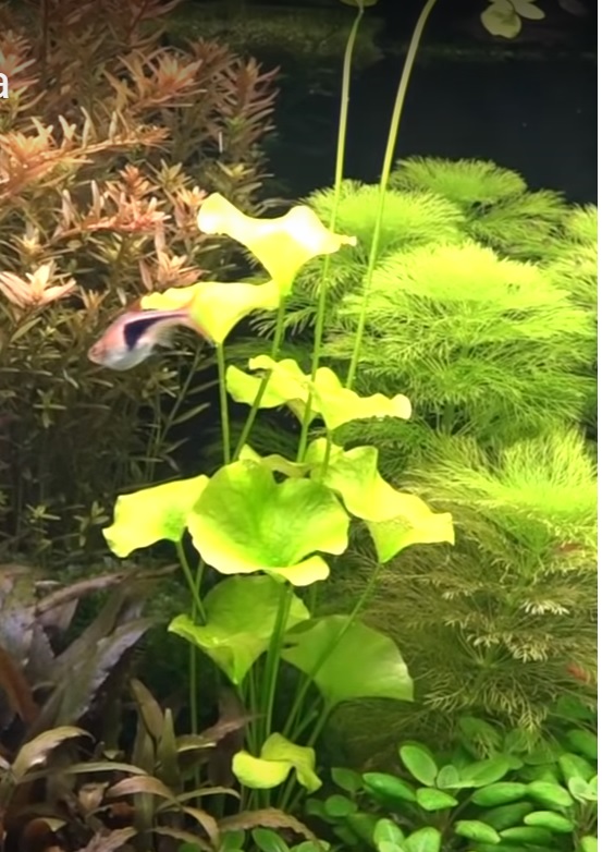 welke plant is dit.jpg