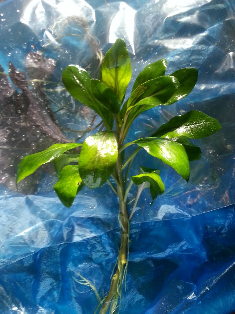welkeplant.jpg