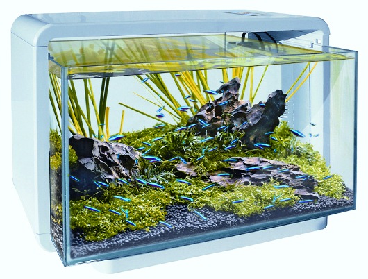 Megalopolis Loodgieter Nationaal volkslied Coral's project: 60 liter zee aquarium | AquaForum