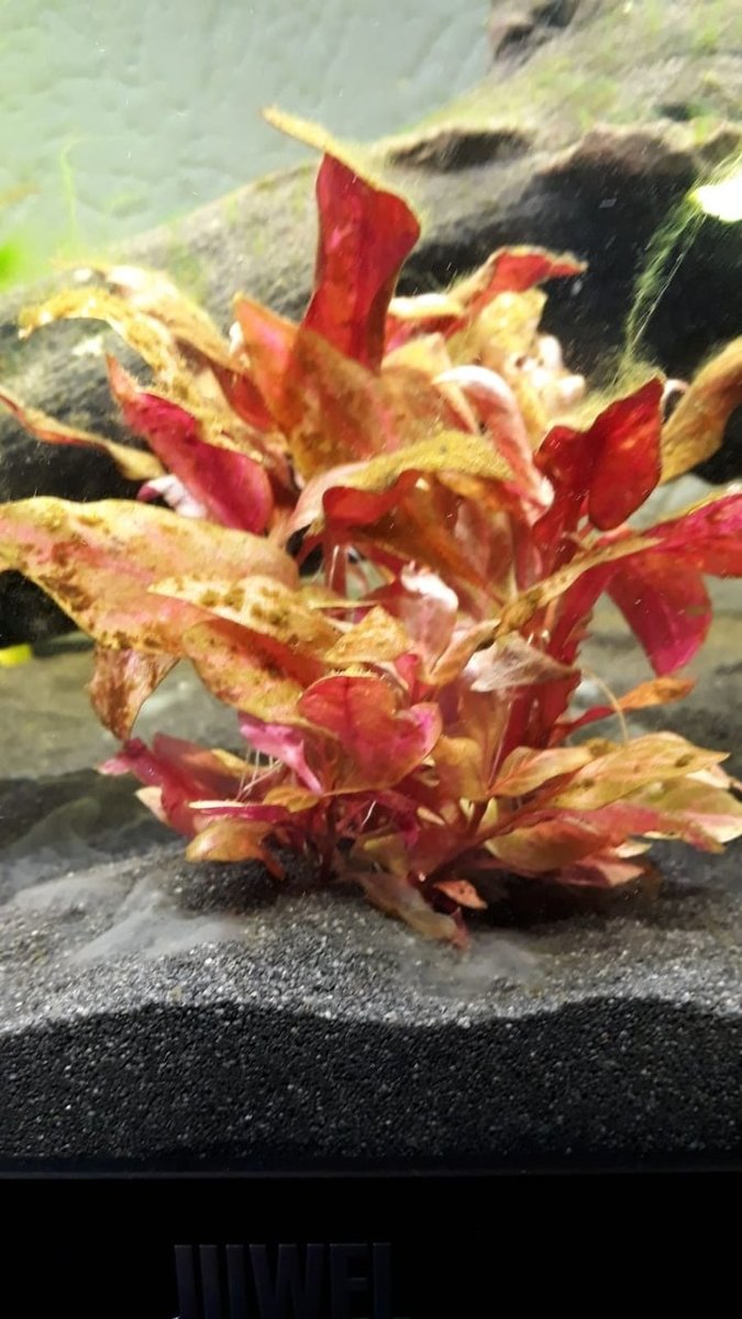 WhatsApp Image 2018-11-29 at 12.08.37.jpeg