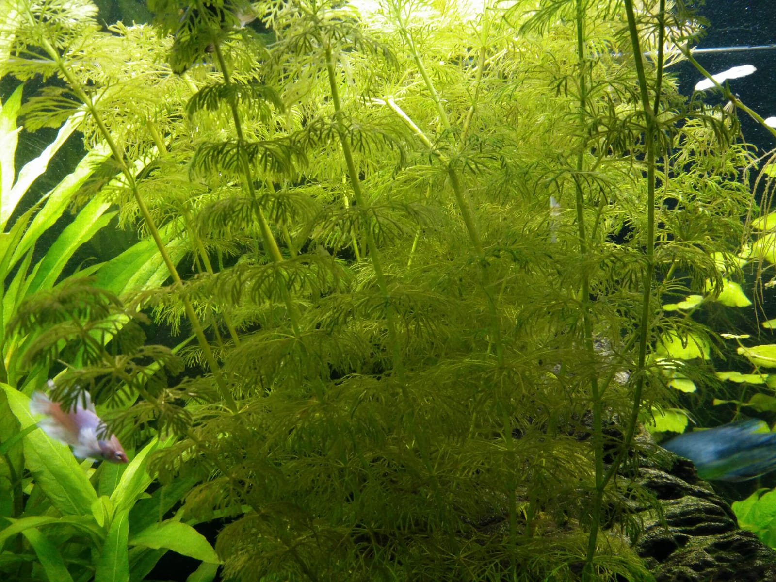 WhatsApp Image 2019-02-24 at 12.00.30.jpeg