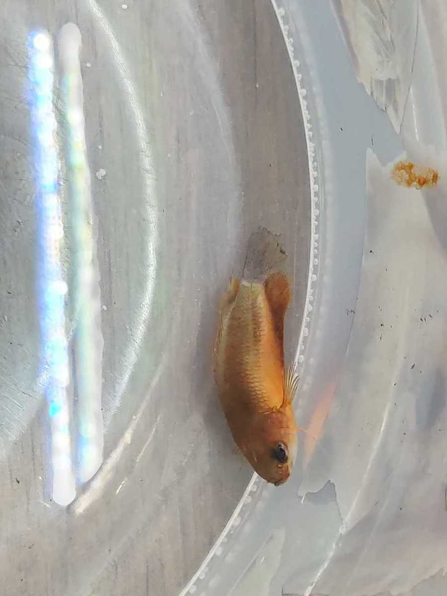 WhatsApp Image 2020-03-30 at 18.09.50.jpeg