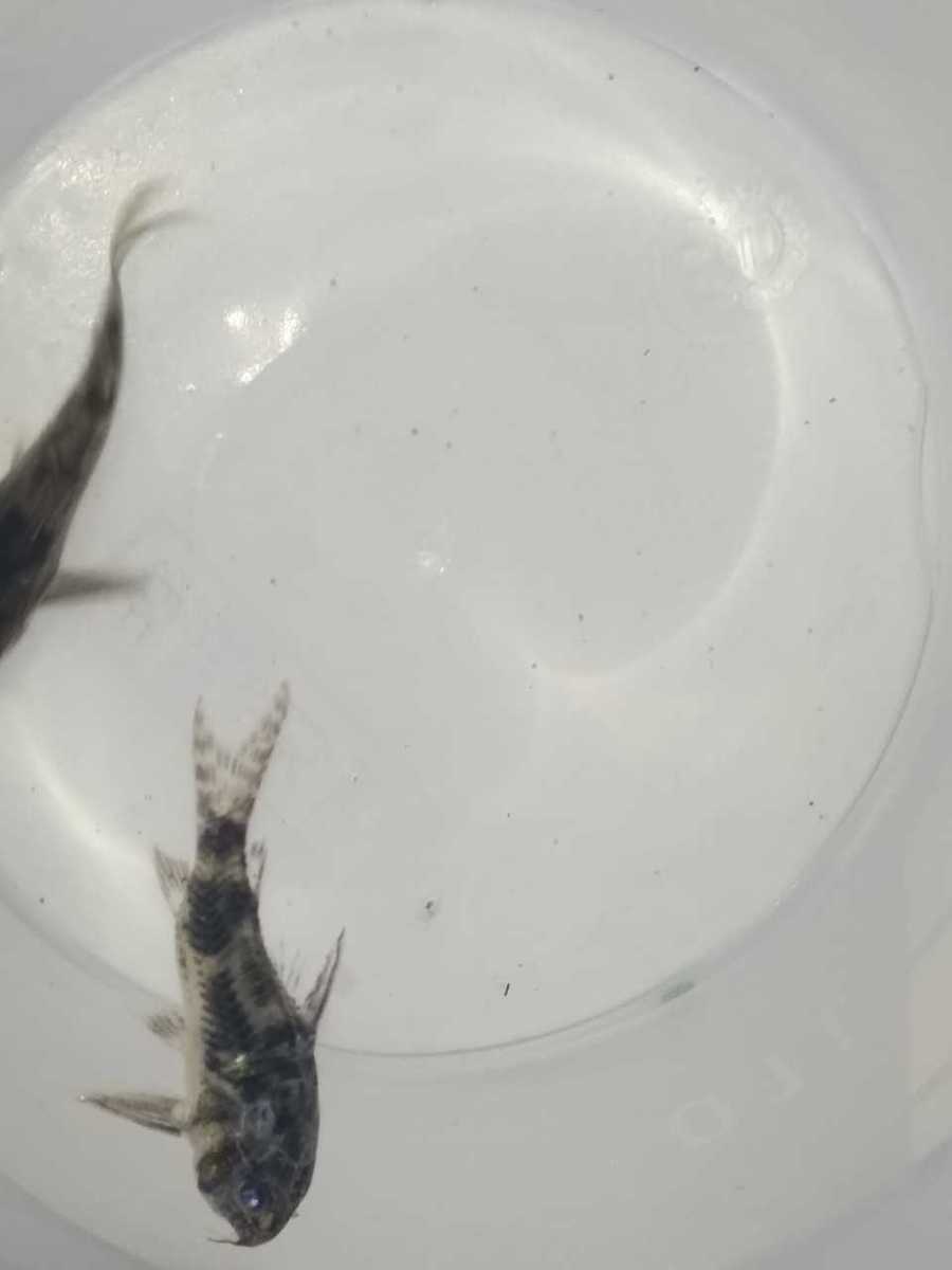 WhatsApp Image 2020-08-17 at 12.36.21 (1).jpeg