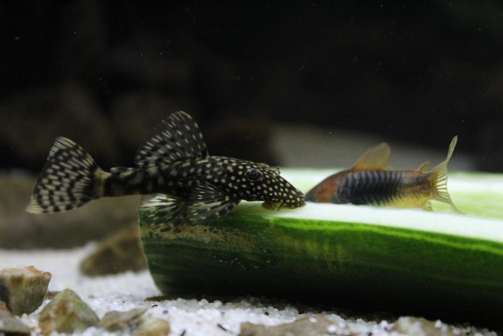 WhatsApp Image 2022-10-01 at 8.18.50 PM (1).jpeg